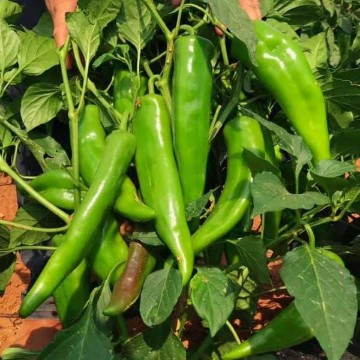 Commercial Production Hot Peppers. Reimer Seeds