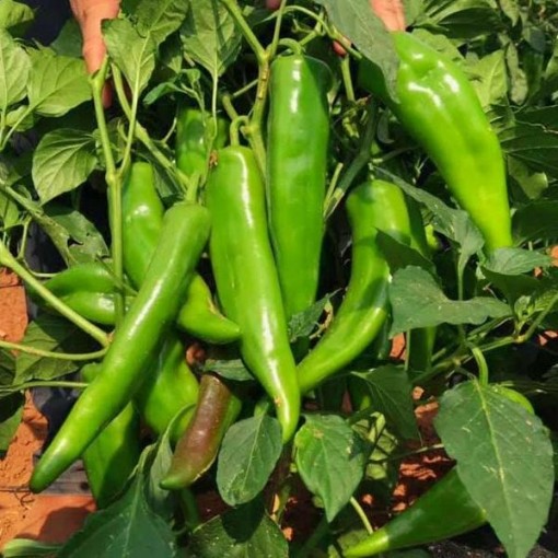Del Rio Peppers HP2580-10