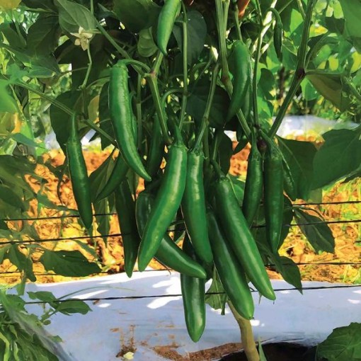 Pathfinder Peppers HP2581-10