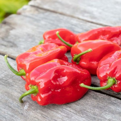 Super Habanero Peppers HP2582-10
