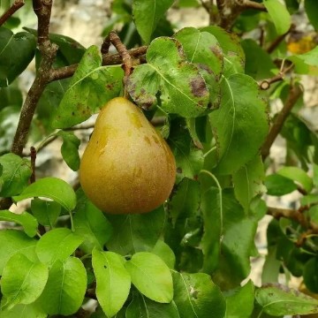 Pear Tree Seeds