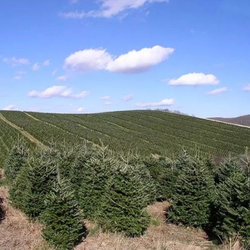 Fraser Fir Christmas Trees TR42-20