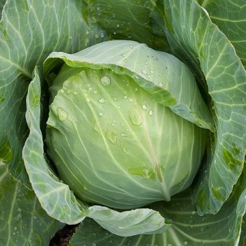 Golden Acre Cabbage Seeds