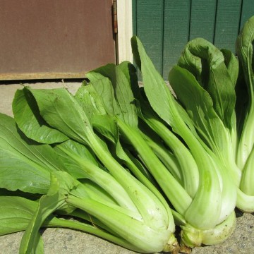 Ching Chiang Chinese Cabbage Seeds
