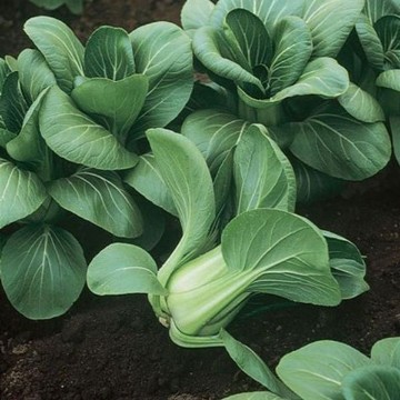 Mei Qing Choi Chinese Cabbage Seeds