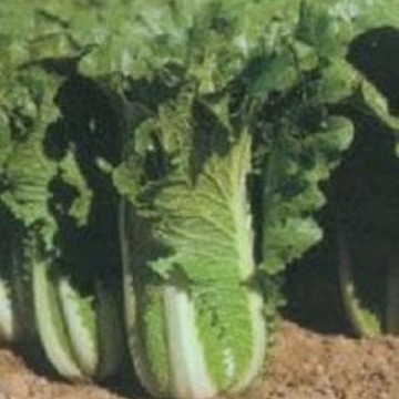Jade Pagoda Chinese Cabbage Seeds