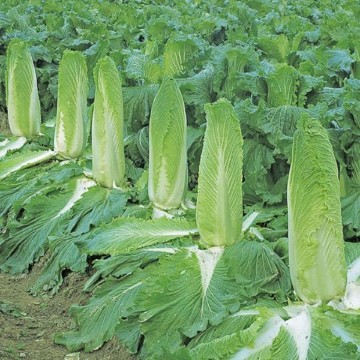 Monument Chinese Cabbage Seeds