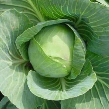 Charleston Wakefield Cabbage Seeds
