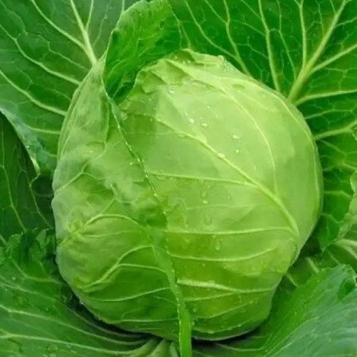 Early Jersey Wakefield Cabbage CB32-100