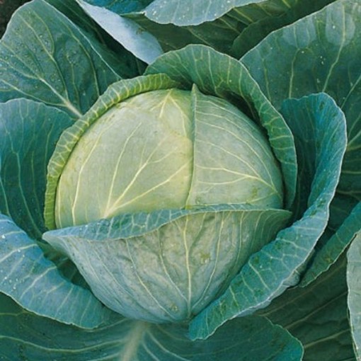 Megaton Cabbage CB39-50