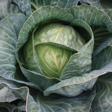 Cabbage, Cabbages, Cabbage Seeds | Reimer Seeds