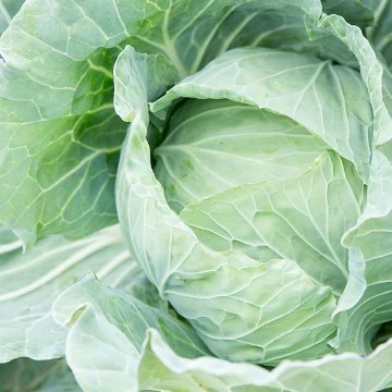 Drumhead Cabbage Seeds