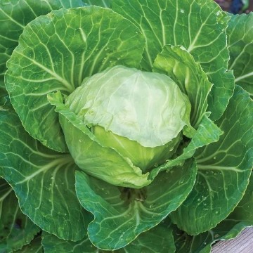 Earliana Cabbage Seeds