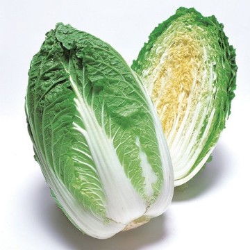 Apollo Chinese Cabbage Seeds