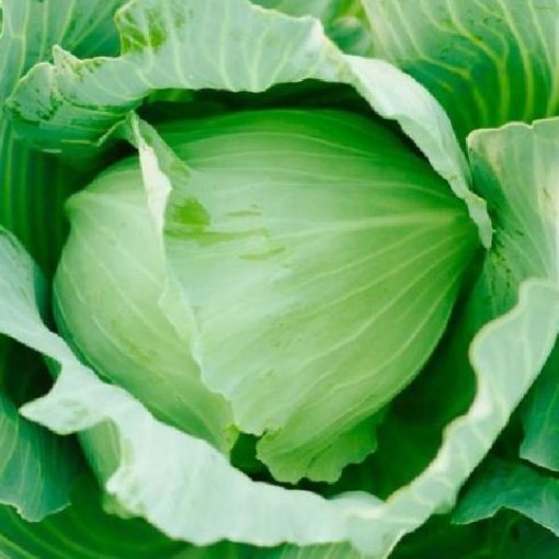 Wisconsin Golden Acre Cabbage CB55-100