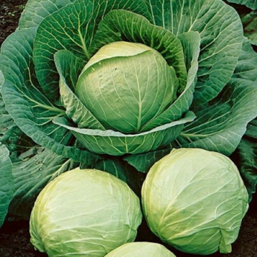 Early Round Dutch Cabbage CB56-100