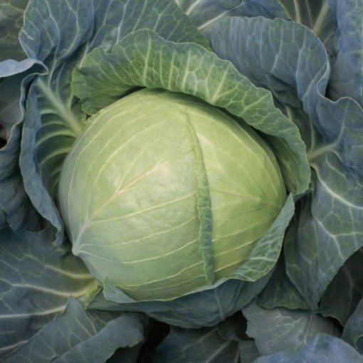 Greenboy Cabbage CB58-100