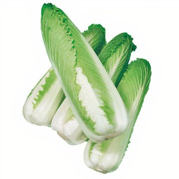 Green Rocket Chinese Cabbage Seeds