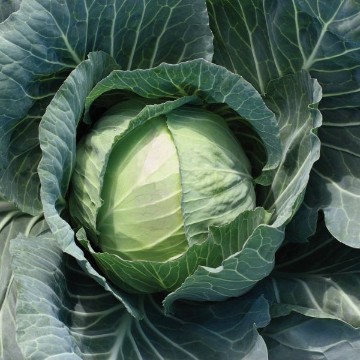Primo Vantage Cabbage Seeds