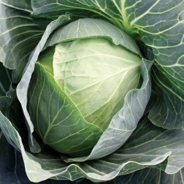 Cabbage, Cabbages, Cabbage Seeds | Reimer Seeds