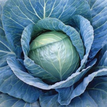 Blue Vantage Cabbage Seeds