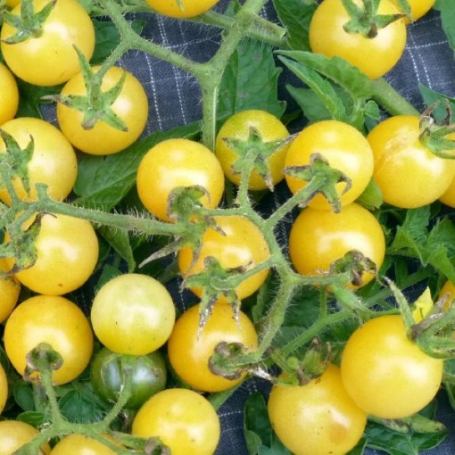 Coyote Tomato TM869-20