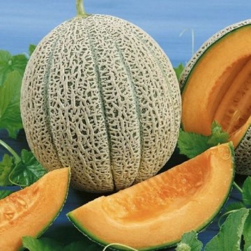 Hale's Best Jumbo Melon Seeds