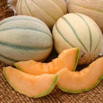 Honey Rock Melon Seeds