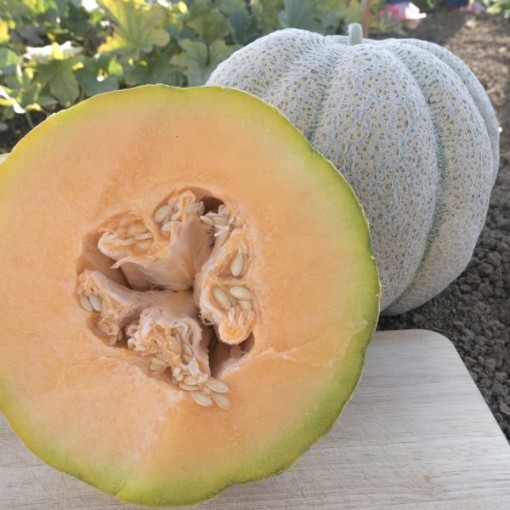 Iroquois Melons CA9-20