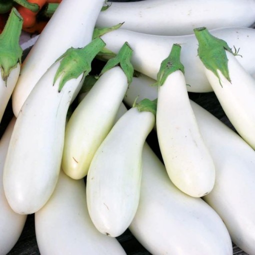 Casper Eggplants EG9-20