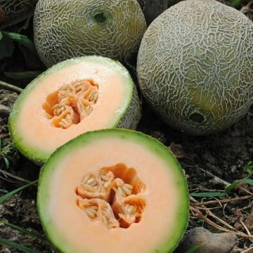 Edisto 47 Melon Seeds