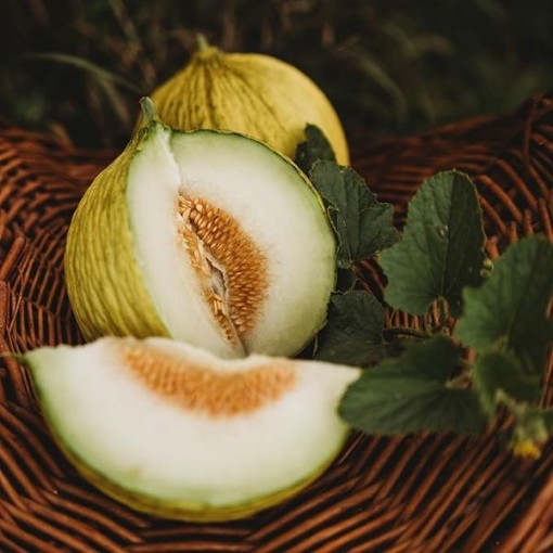 Casaba Golden Beauty Melons CA31-20