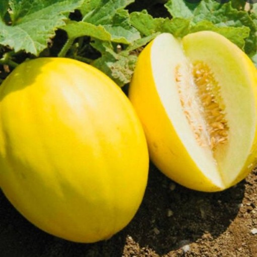 Yellow Canary Melons CA35-20