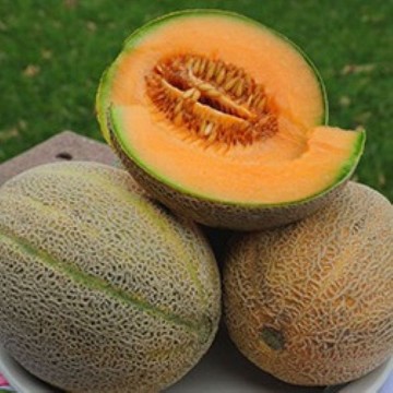 Mildew Resistant No 45 Melon Seeds
