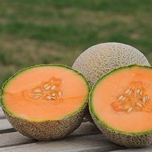 Uvalde Melons CA45-20
