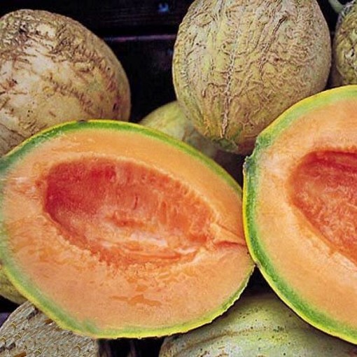 Amish Melons CA48-20