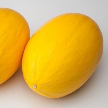 Amarillo Oro Melon Seeds