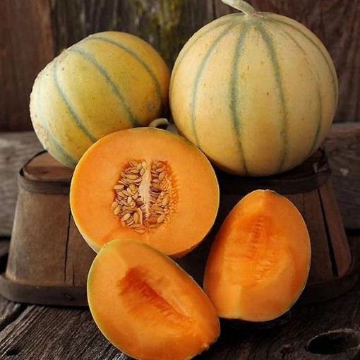 Charentais Melons CA53-20