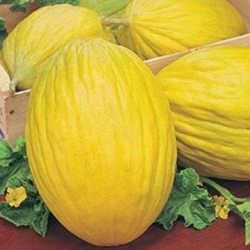 Rugoso di Cosenza Giallo Melon Seeds