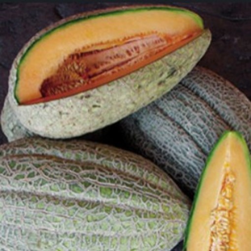 Healy's Pride Melons CA62-20