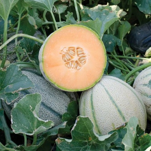 Napoli Melon Seeds CA66-10