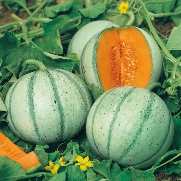 Aspire Melon Seeds