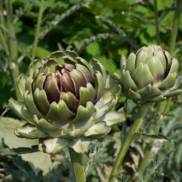 Gourmet Vegetables, Gourmet Vegetable Seeds | Reimer Seeds