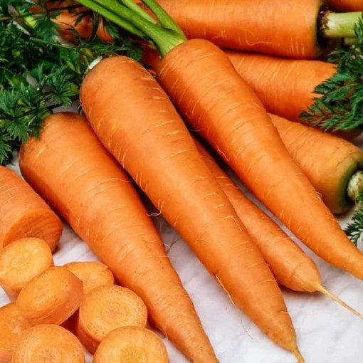 Danvers 126 Carrots CT3-250