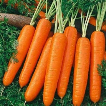 Scarlet Nantes Carrot Seeds