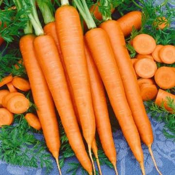 Tendersweet Carrot Seeds