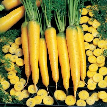 Yellowstone Carrot Seeds