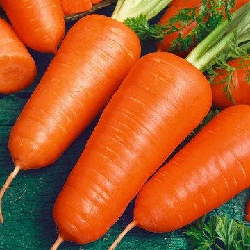 Chantenay Red Core Carrot Seeds
