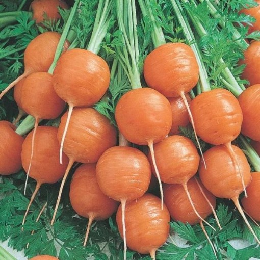 Thumbelina Carrots CT25-250