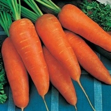 Royal Chantenay Carrot Seeds
